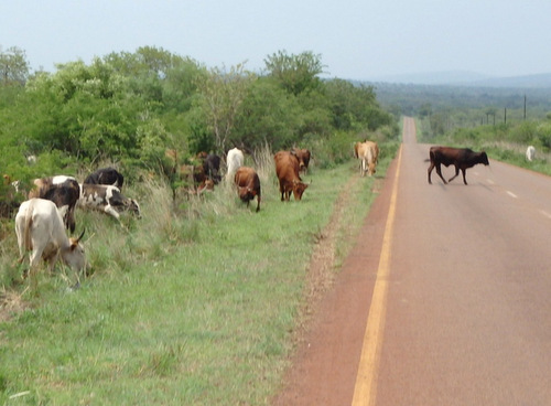 Mixed southern African Cattle.